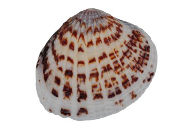 beyaz arkaplanda deniz kabuğu