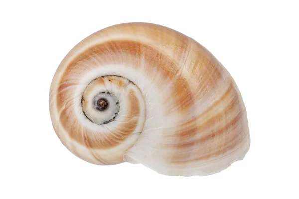 Shell caracol em um fundo branco — Fotografia de Stock