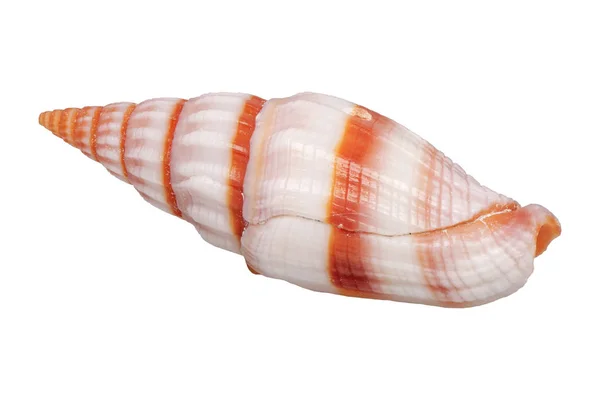 Concha marina sobre un fondo blanco —  Fotos de Stock