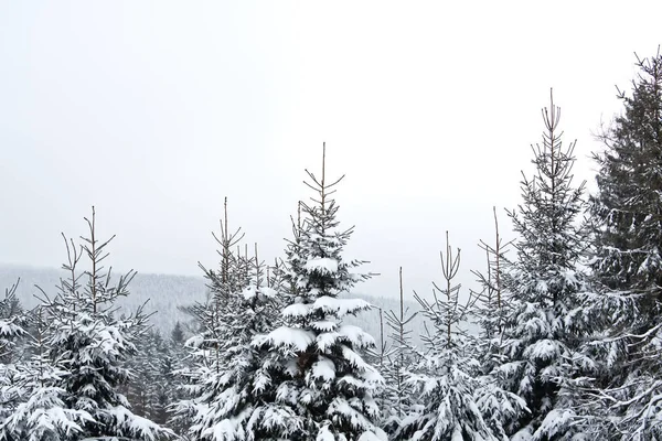 Ağaç üstleri ile karlı manzara