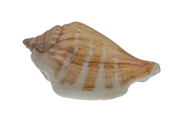Muschel auf weißem Hintergrund — Stockfoto