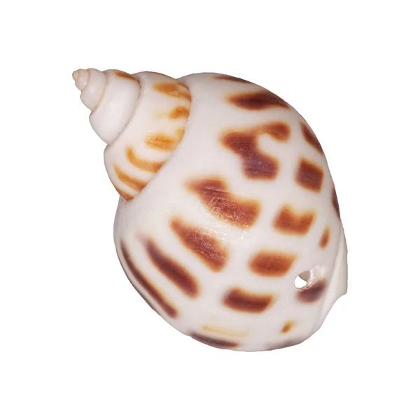 白い背景に貝殻が — ストック写真