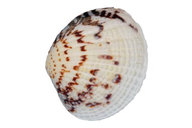 beyaz arkaplanda deniz kabuğu