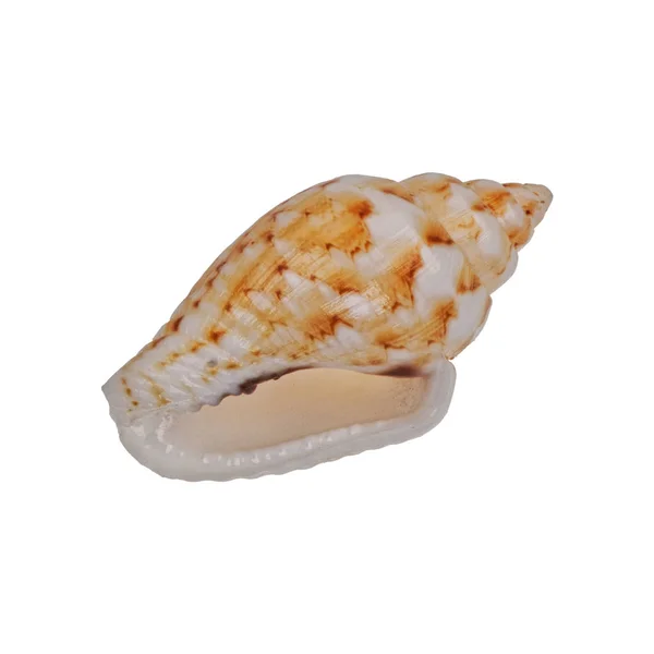 Concha do mar em um fundo branco — Fotografia de Stock