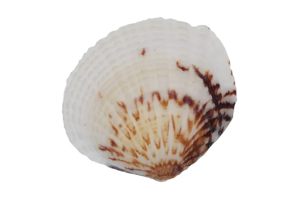 Sea shell on a white background — Stock Photo, Image