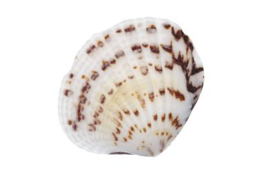 beyaz arkaplanda deniz kabuğu