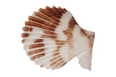 beyaz arkaplanda deniz kabuğu