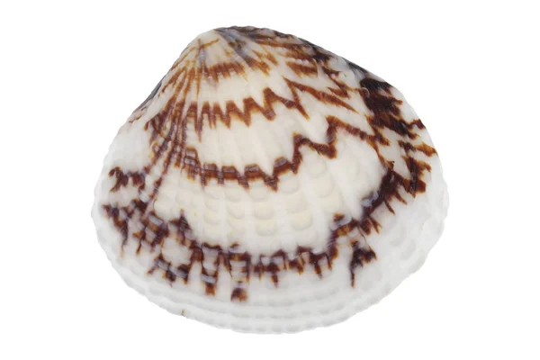 Coquille de mer sur fond blanc — Photo