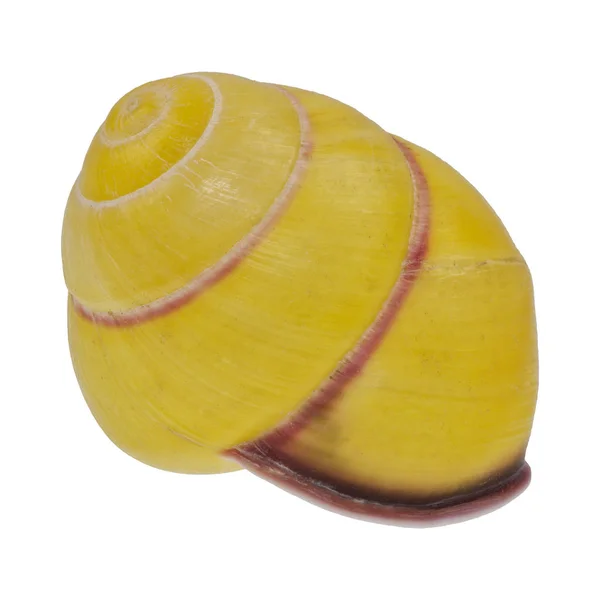 Yellow sea shell on a white background — Stock Photo, Image