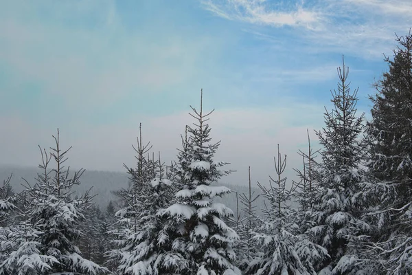 Zasněžená krajina s vrcholky stromů — Stock fotografie