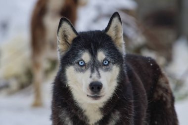 Sibirya İri Köpek Portresi