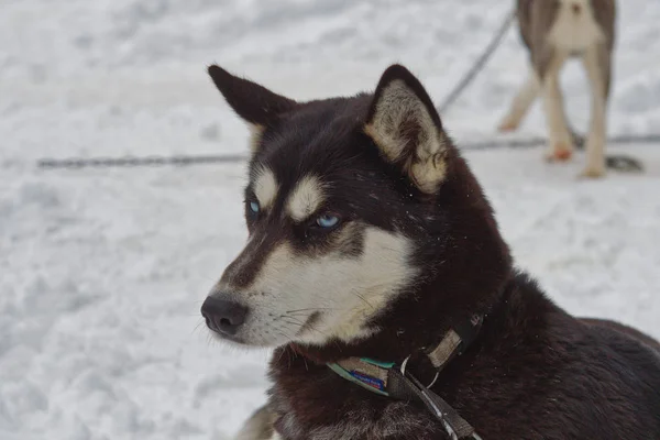 Retrato de perro husky siberiano —  Fotos de Stock