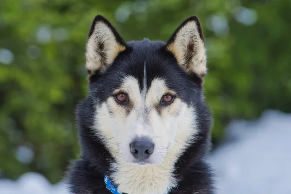 Retrato de perro husky siberiano —  Fotos de Stock
