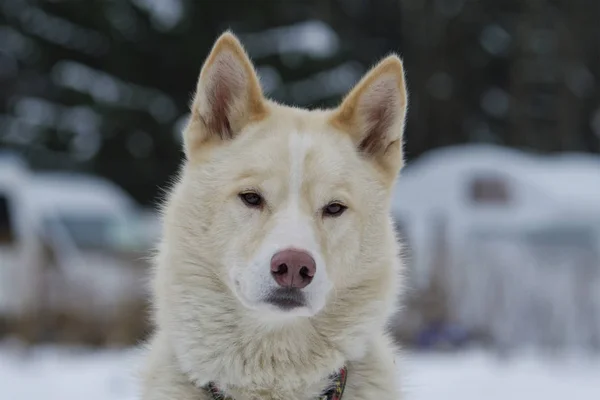 Retrato de cão husky ao ar livre — Fotografia de Stock