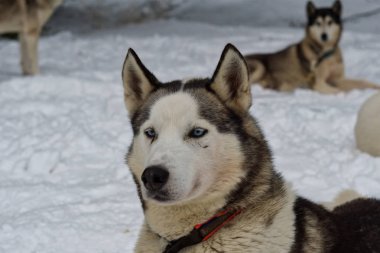 Sibirya İri Köpek Portresi