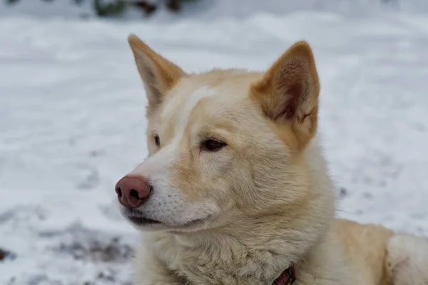 Retrato de cão husky ao ar livre — Fotografia de Stock