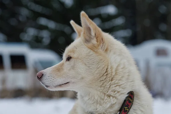 Retrato de perro husky al aire libre — Foto de Stock