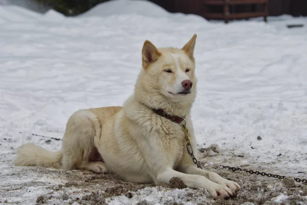 Cão Husky deitado em uma neve — Fotografia de Stock