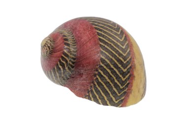 Salyangoz kabuğu beyaz bir arka plan üzerinde