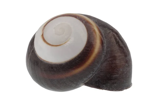 Shell caracol em um fundo branco — Fotografia de Stock