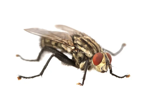 Fliege mit roten Augen auf weißem Hintergrund — Stockfoto