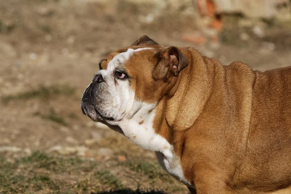 Portrait of the english bulldog