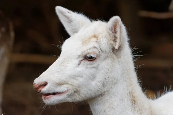 Retrato de ciervo en barbecho (Dama dama ) — Foto de Stock