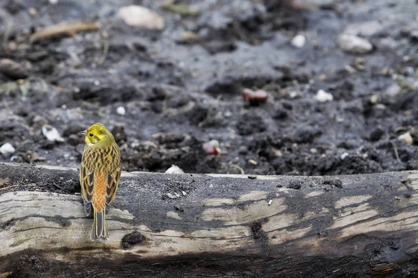 Sessão de pássaros (Emberiza citrinella). . — Fotografia de Stock