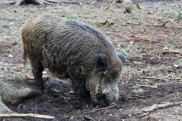 Wildschweine (sus scrofa) im Wald — Stockfoto