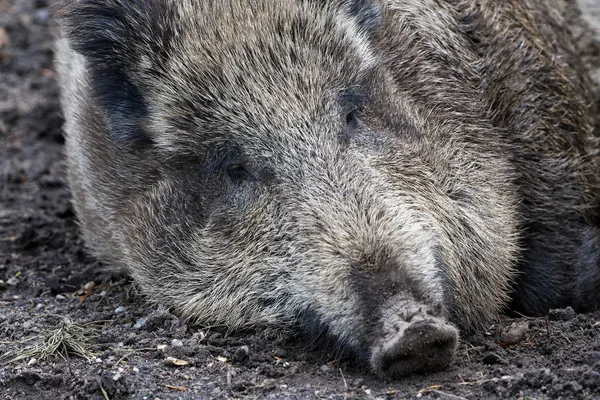 Дикий кабан (Sus Scrofa) в лісі — стокове фото