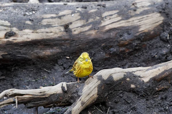 Yellowhammer (Emberiza citrinella). Oturan kuş. — Stok fotoğraf