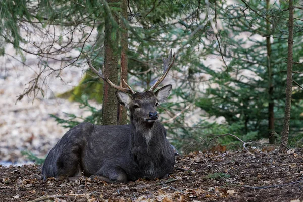 Un ciervo sika de Manchuria (Cervus nippon mantchuricus o Cervus nippon dybowskii ) —  Fotos de Stock