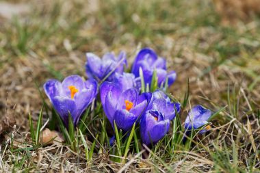 Güneşli bahar günü (Crocus vernus çiğdemler yakın çekim)