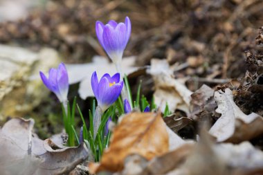 Güneşli bahar günü (Crocus vernus çiğdemler yakın çekim)