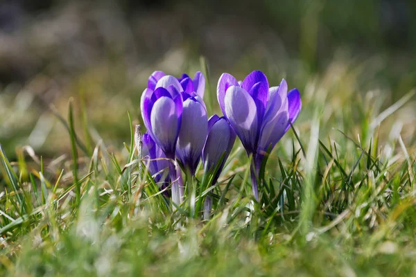 Crocuses fechar em um dia de primavera ensolarado (Crocus vernus ) — Fotografia de Stock