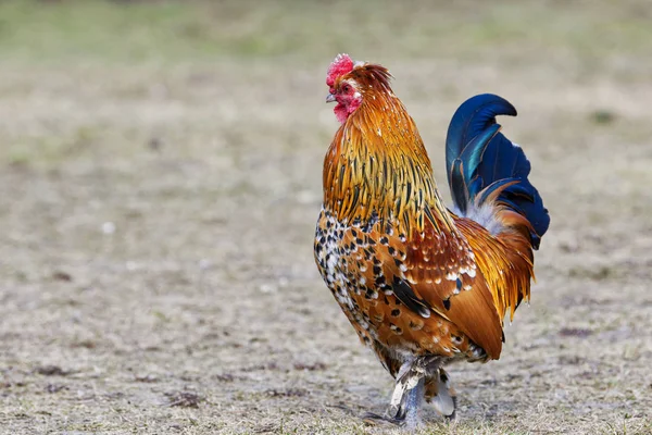 Beautiful male Junglefowl (Gallus gallus) standing — Stock Photo, Image