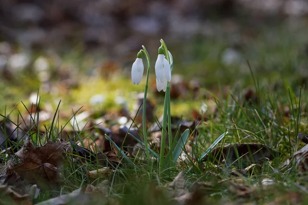 Tiro de perto de gotas de neve comuns frescas (Galanthus nivalis) florescendo na primavera . — Fotografia de Stock