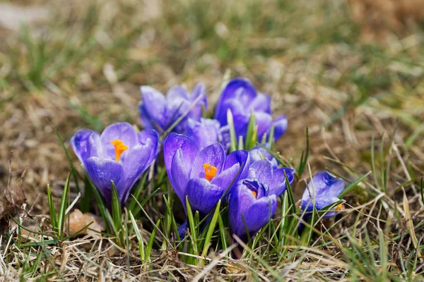 Crocuses fechar em um dia de primavera ensolarado (Crocus vernus ) — Fotografia de Stock