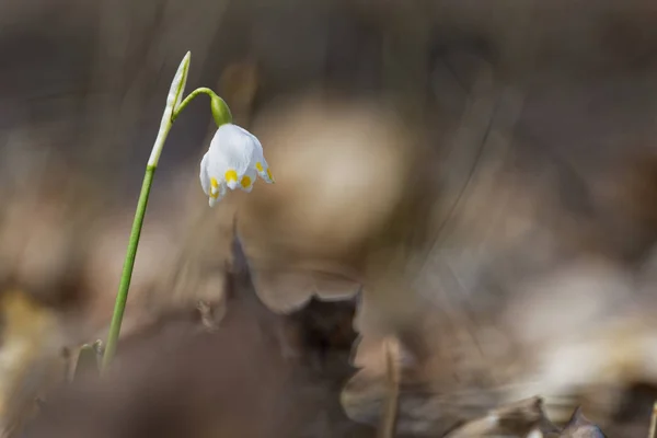 Bela floração de flor de floco de neve de primavera branca — Fotografia de Stock