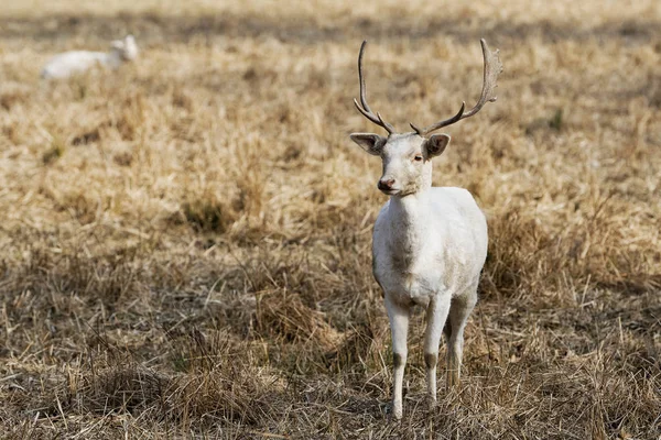 Kudde witte damhert (Dama dama) in de natuur — Stockfoto
