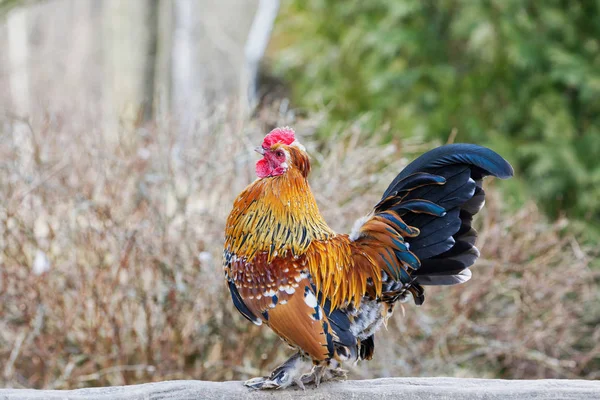 Beautiful male Junglefowl (Gallus gallus) standing — Stock Photo, Image