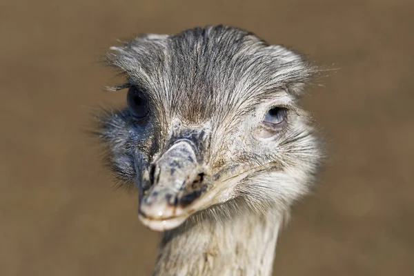 Portret van grotere rhea (Rhea americana) — Stockfoto