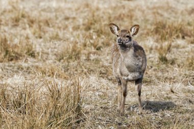 Kızıl geyik, Altay maral (Cervus elaphus sibiricus)
