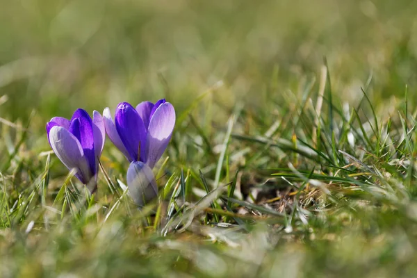 Krokusse schließen sich an einem sonnigen Frühlingstag (Crocus vernus) — Stockfoto