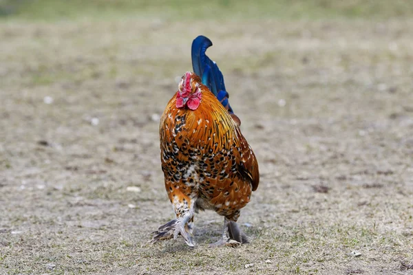 Beautiful male Junglefowl (Gallus gallus) standing — Stock Photo, Image