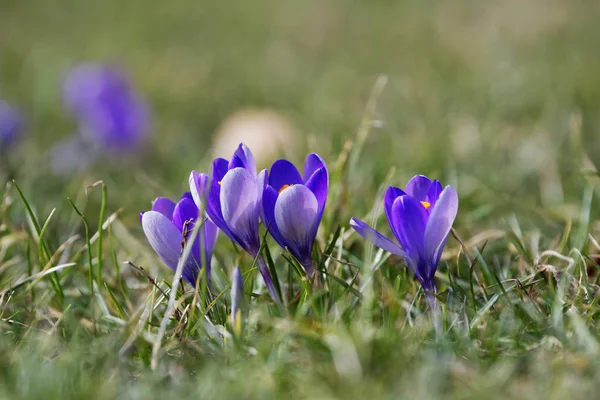 Crocuses fechar em um dia de primavera ensolarado (Crocus vernus ) — Fotografia de Stock