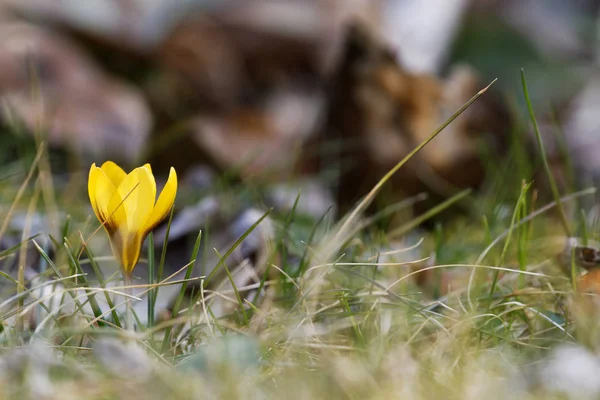 Crocuse fechar em um dia de primavera ensolarado (Crocus flavus ) — Fotografia de Stock