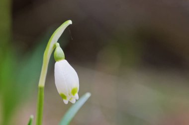 Güzel beyaz bahar kar tanesi çiçek çiçeklenme
