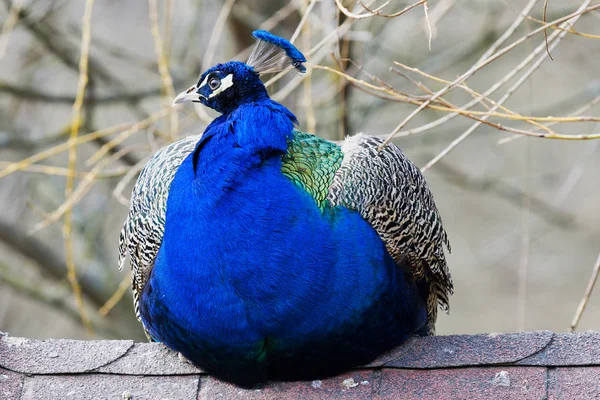 Peacock. Indiase wild Pauw (Pavo cristatus) — Stockfoto