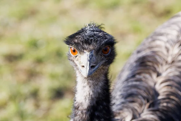 Portrait of emu (Dromaius novaehollandiae) — Stock Photo, Image
